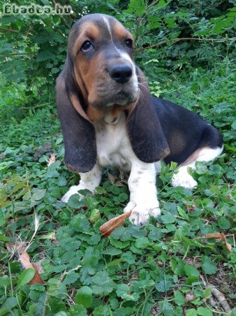 eladó basset hound gyönyörű kiskutyák