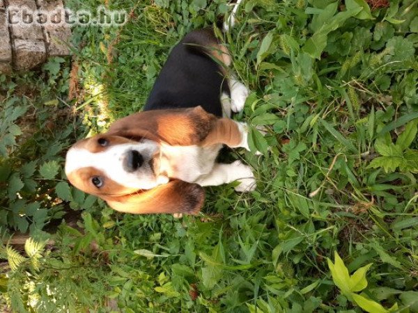 eladó basset hound gyönyörű kiskutyák