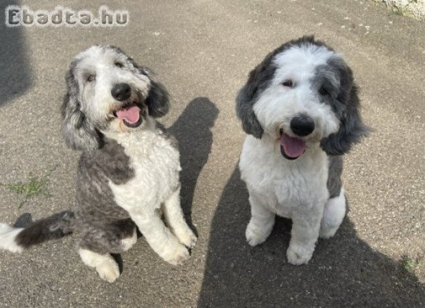 Sheepadoodle kutyusok keresik új otthonukat