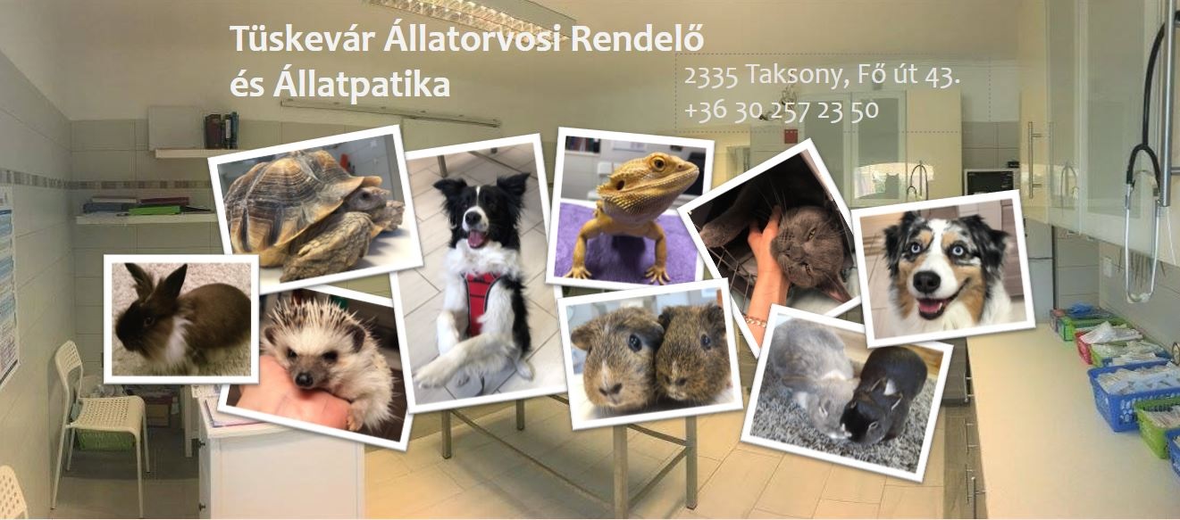 Tüskevár Állatorvosi Rendelő és Állatpatika