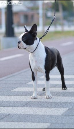 Boston terrier puppy