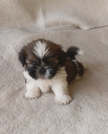 Shih-tzu