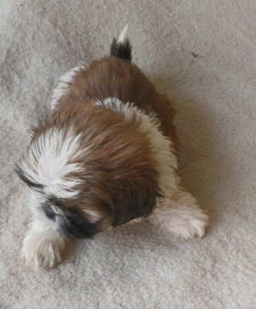 Shih-tzu