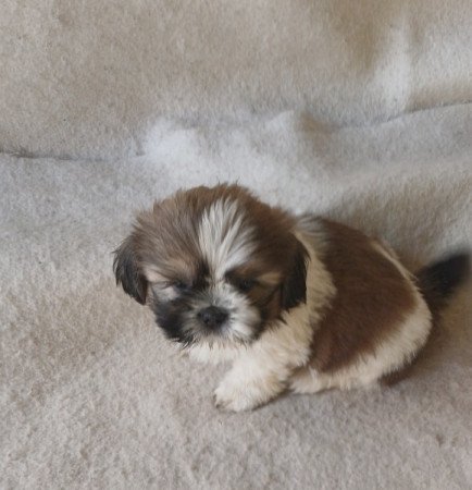 Shih-tzu