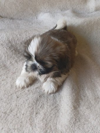 Shih-tzu