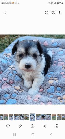 Bishon havanese