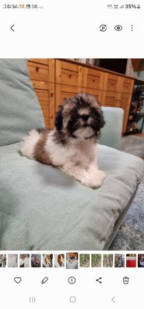 Bishon havanese