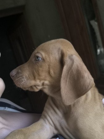 Magyar vizsla