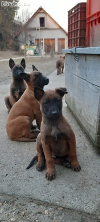 Malinois kölykök