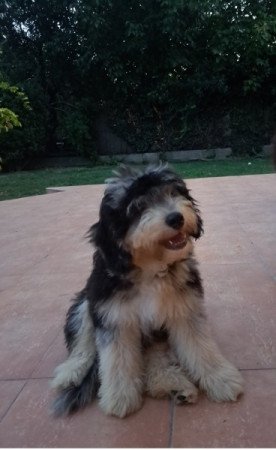 Aussiedoodle blue merle