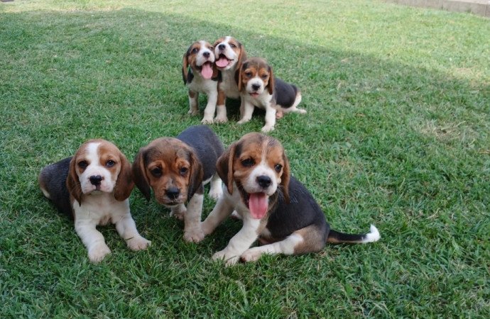 Beagle