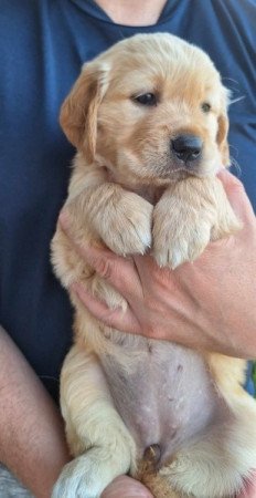 Golden retriever