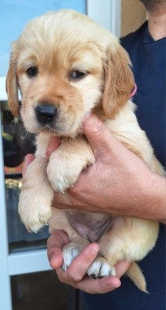 Golden retriever