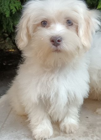 Bichon havanese