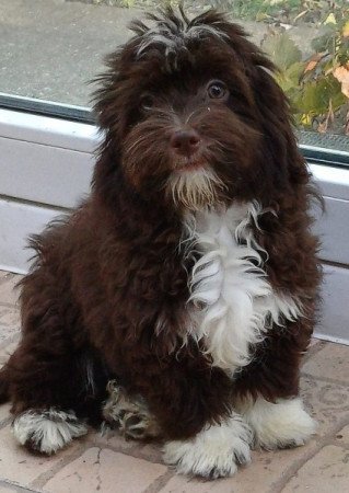 bichon havanese