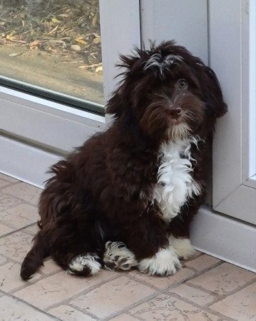 bichon havanese