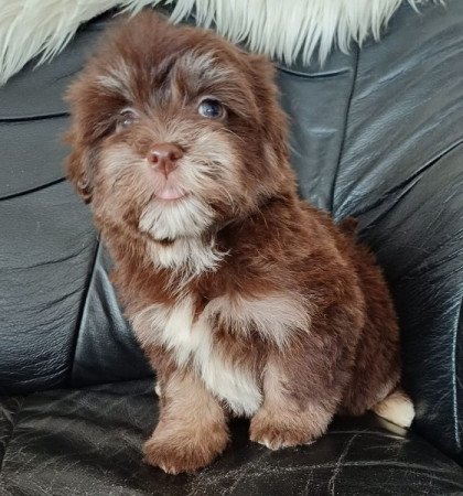 bichon havanese