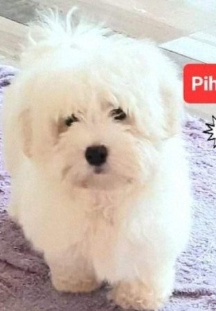 Bichon havanese