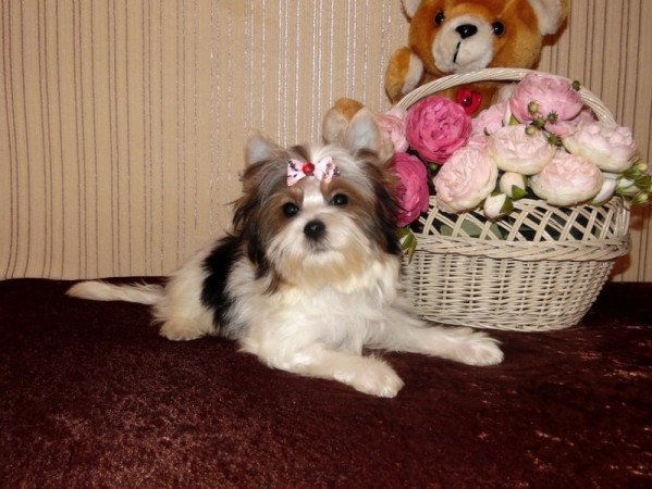 Biewer Yorkshire Terrier Yorki