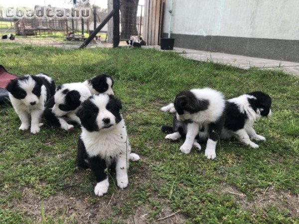 Border collie kiskutyák