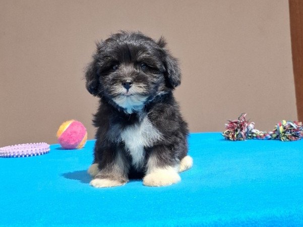 Bichon havanese