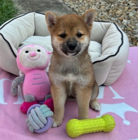 Shiba inu