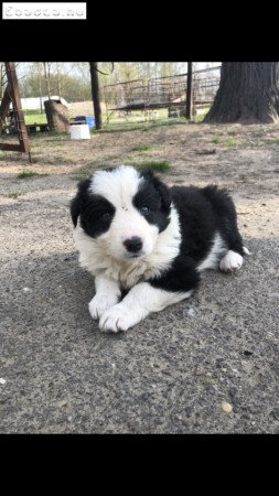 Border collie kiskutyák