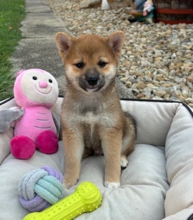 Shiba inu