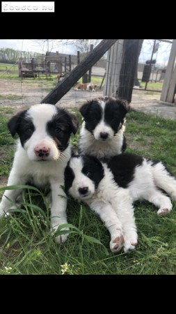 Border collie kiskutyák