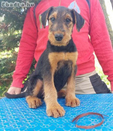 Airedale terrier szuka kiskutya