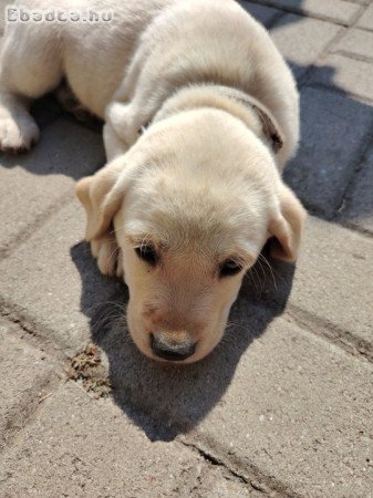 Labrador szuka kölyök eladó!