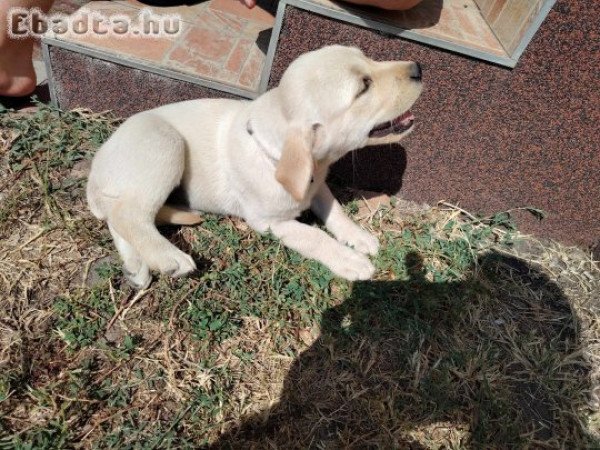 Labrador szuka kölyök eladó!