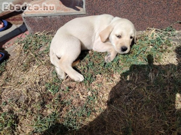 Labrador szuka kölyök eladó!