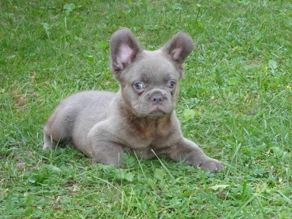 Fluffy francia bulldog