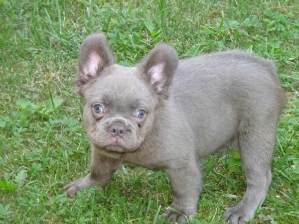 Fluffy francia bulldog