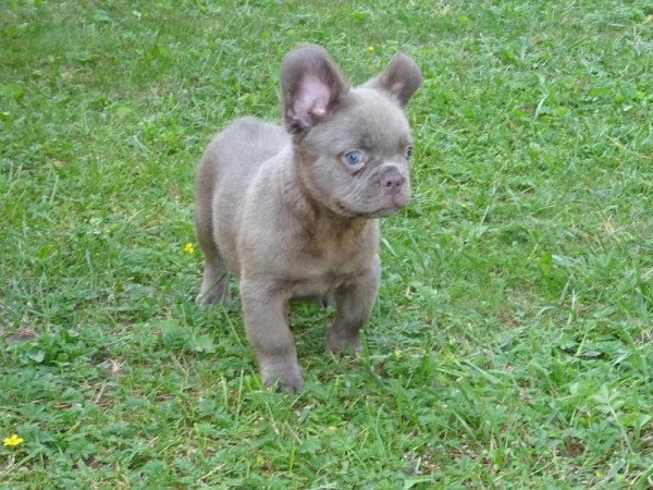 Fluffy francia bulldog