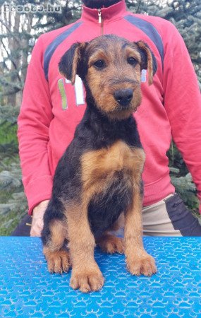 Airedale terrier szuka kiskutya