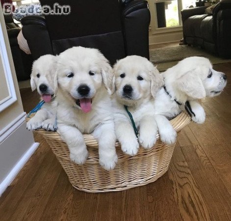 Gyönyörű Golden Retriever kölykök törzskönyvvel.