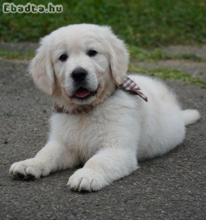 Gyönyörű Golden Retriever kölykök törzskönyvvel.