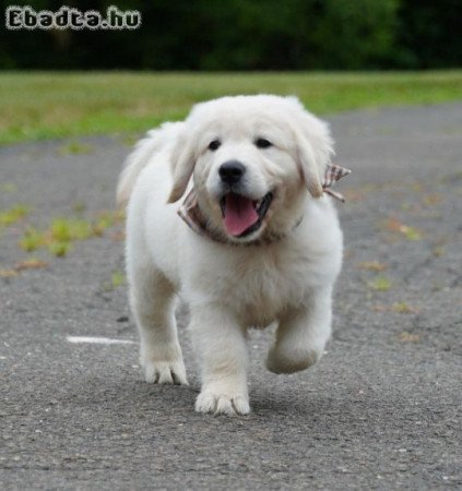 Gyönyörű Golden Retriever kölykök törzskönyvvel.