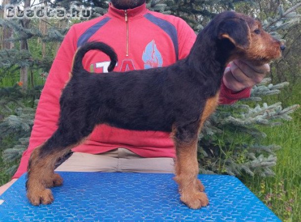 Airedale terrier szuka kiskutya