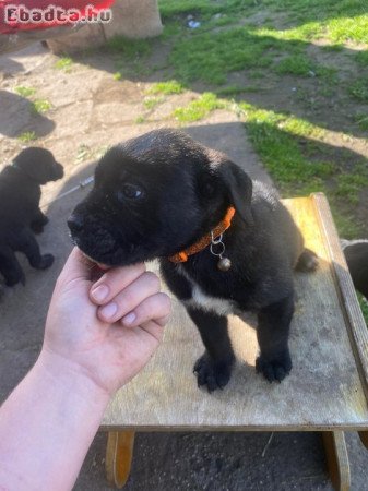 cane corso