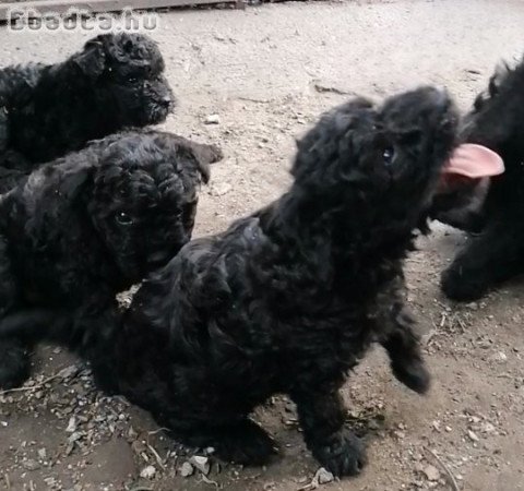 Pumi babák szerető gazdira várnak