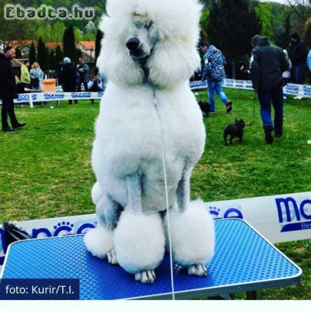 Standard poodle