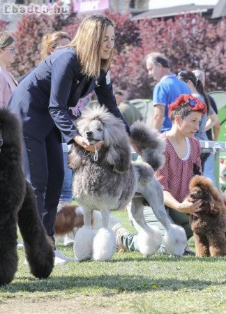 Standard poodle