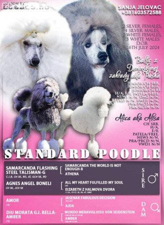 Standard poodle