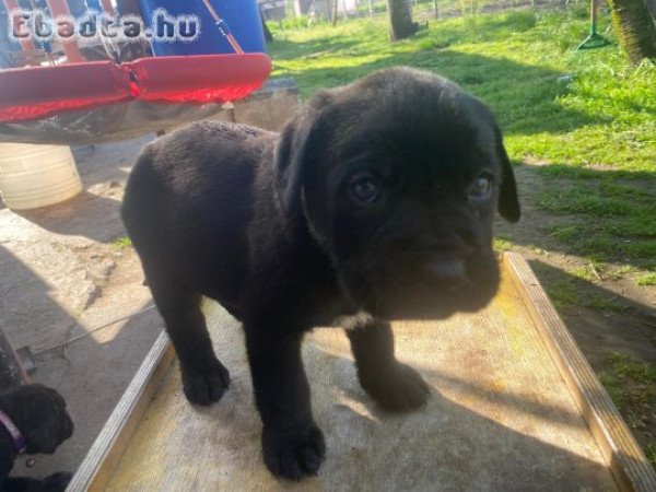 cane corso