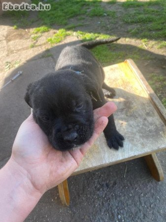 cane corso