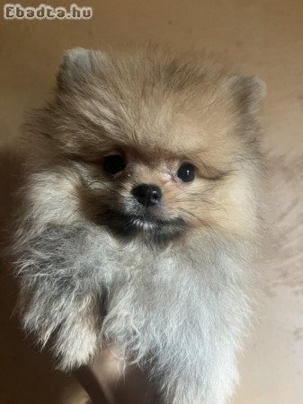 Pomeranian BOO pomeranians