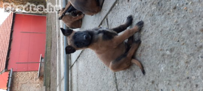 Malinois kölykök